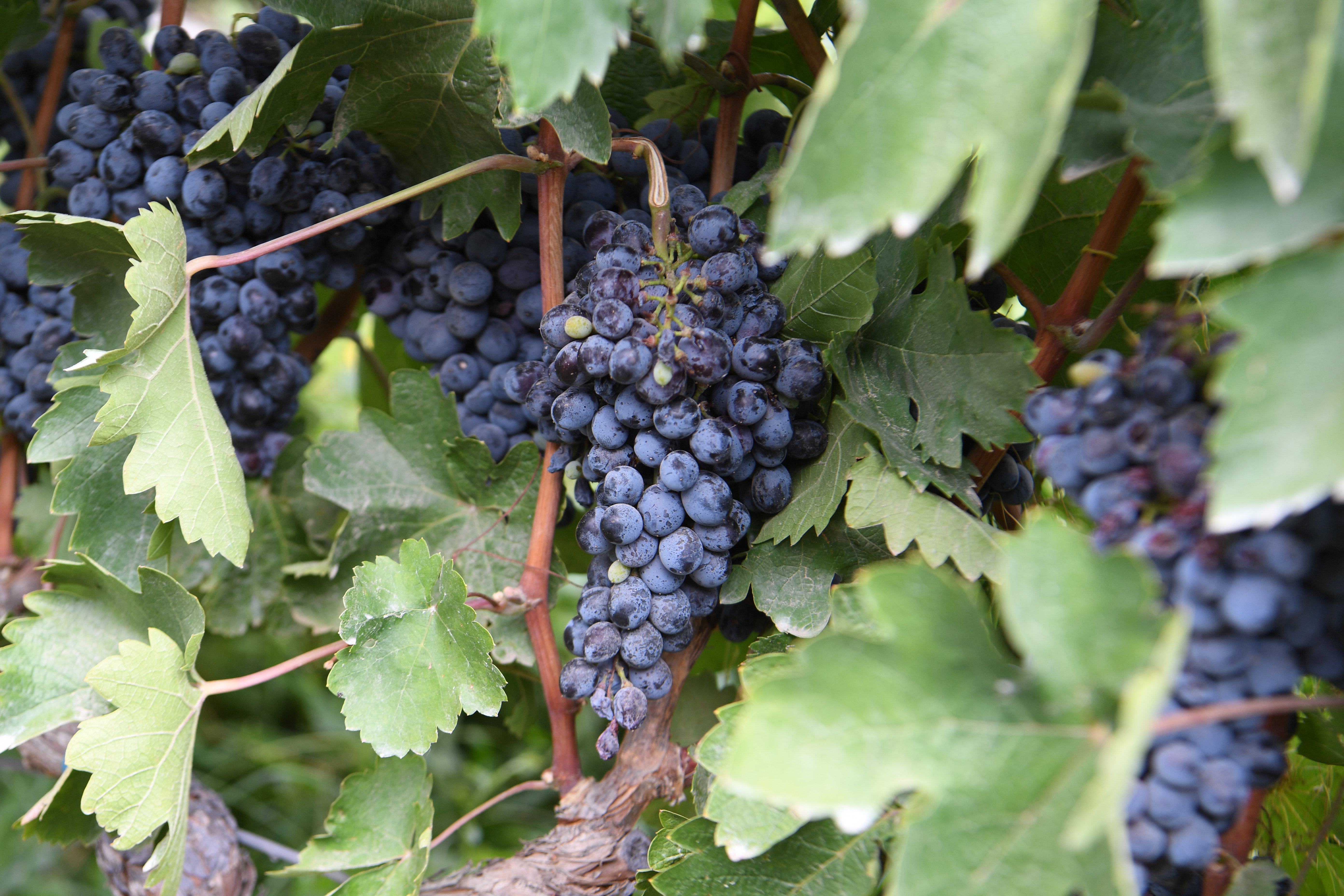 Stepanyan Wines, Areni
