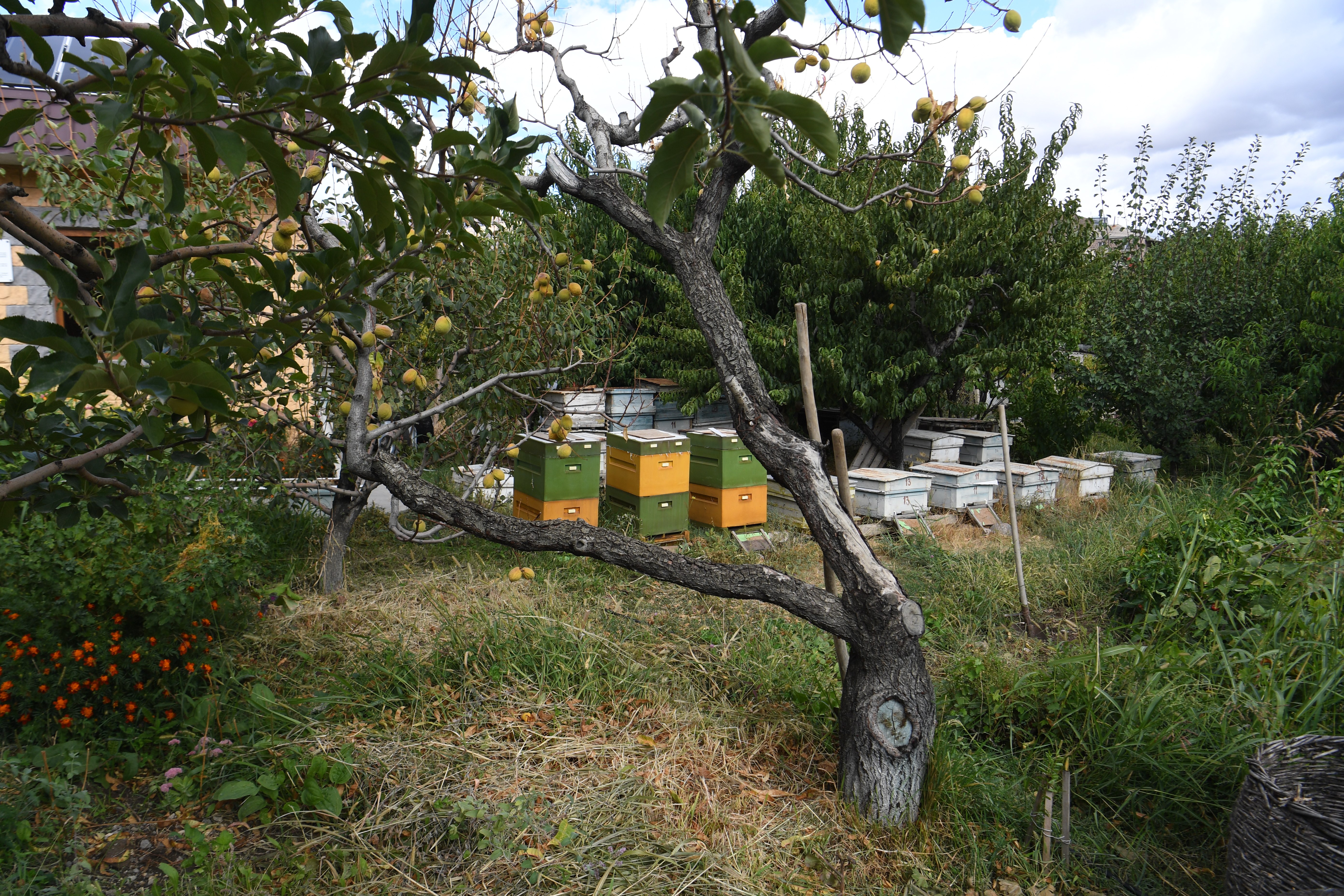 Stepanyan Wines, Areni
