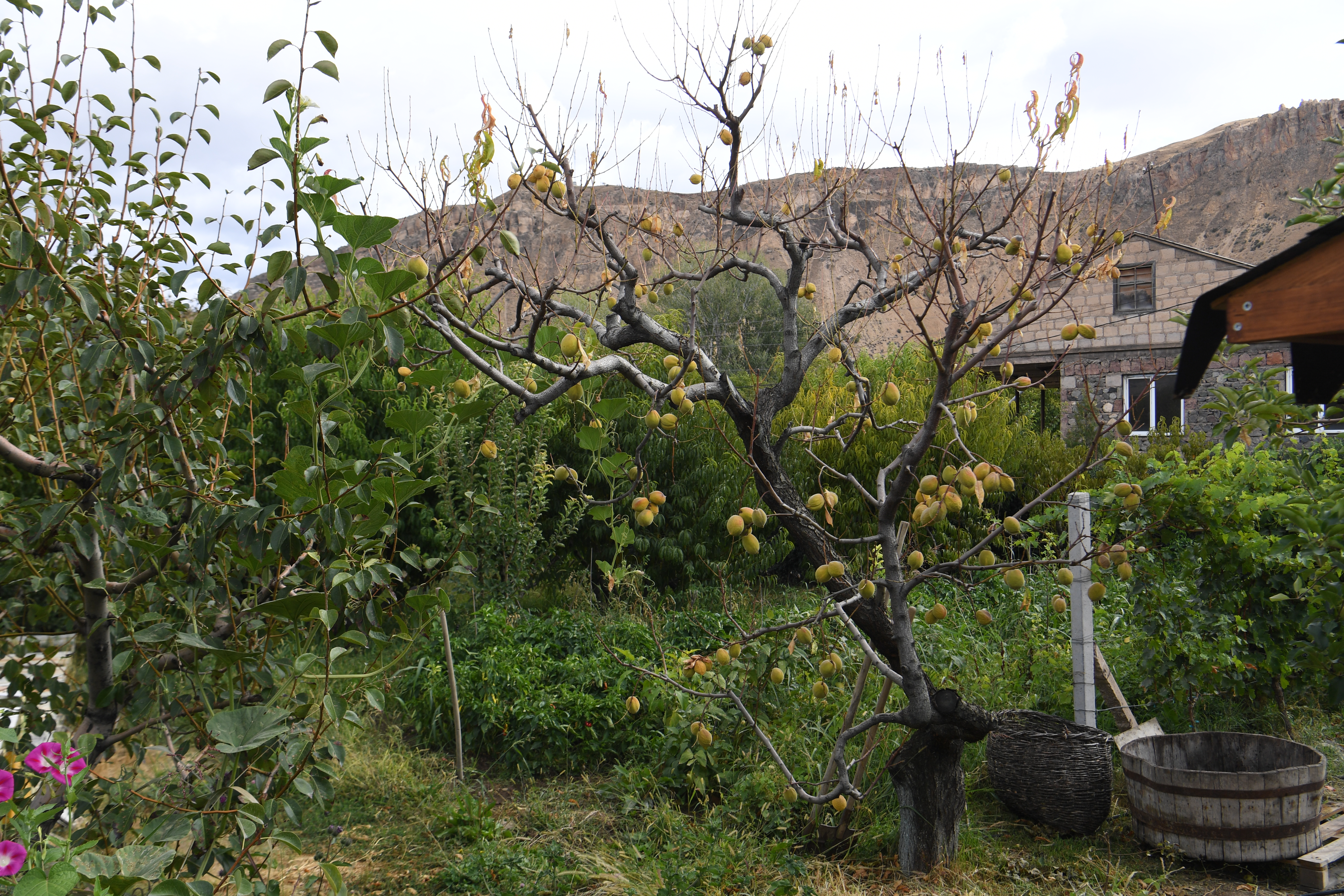 Stepanyan Wines, Areni