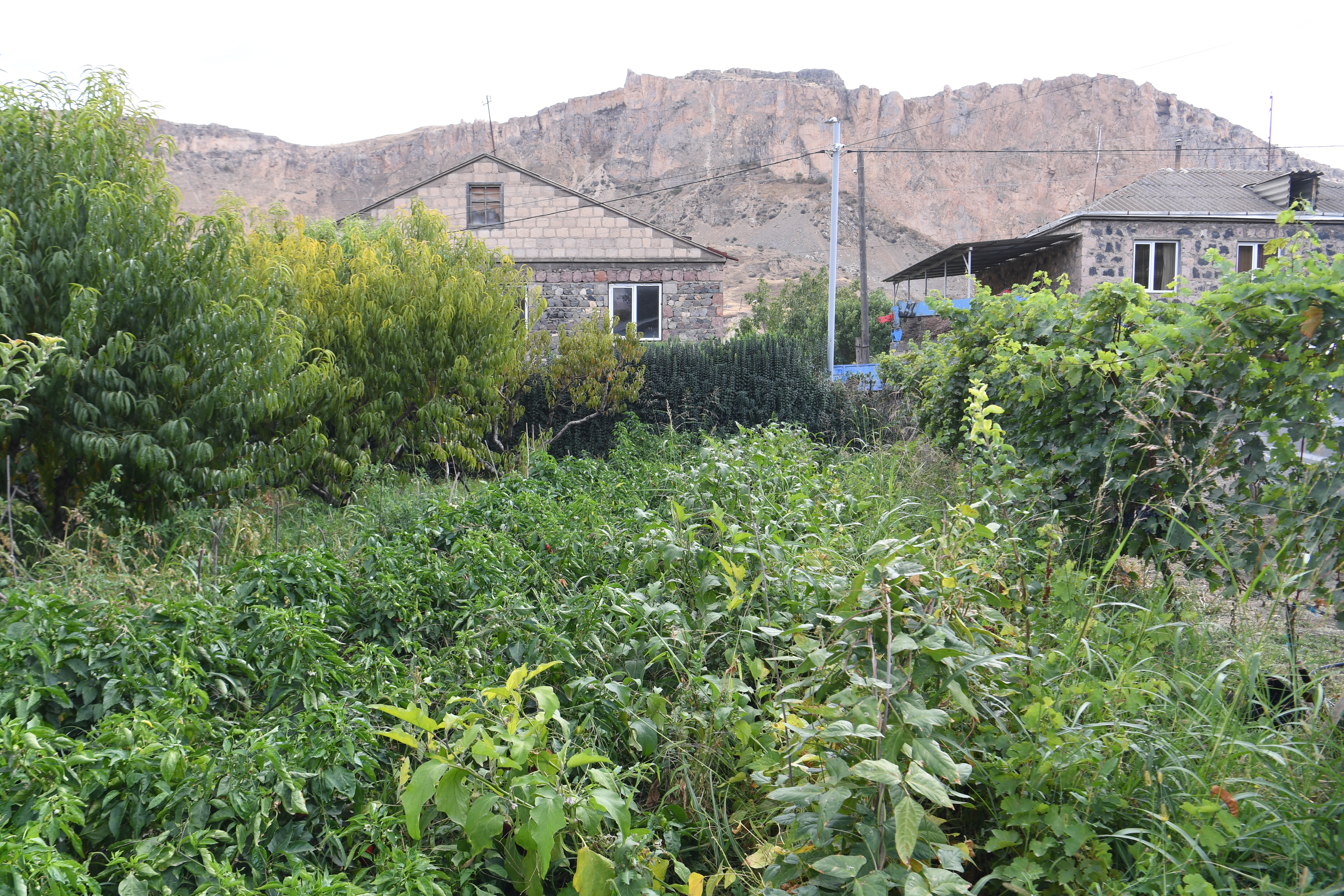 Stepanyan Wines, Areni