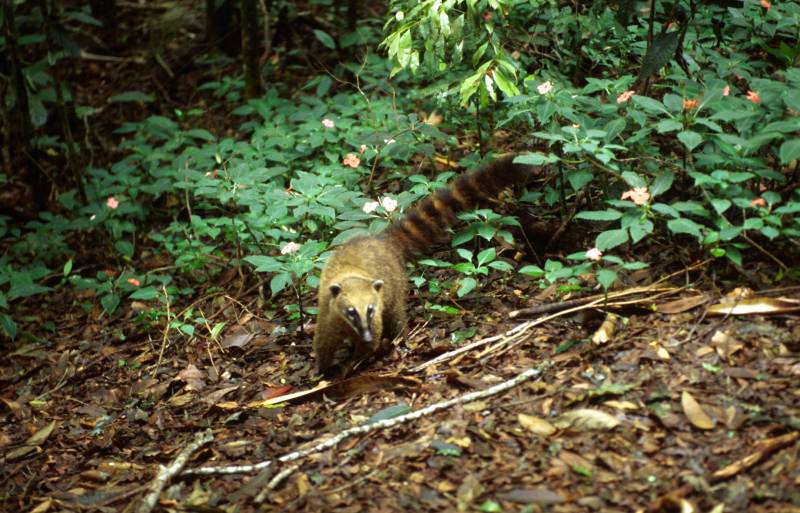 Tijuca Nationalpark, Rio de Janeiro 10/2006