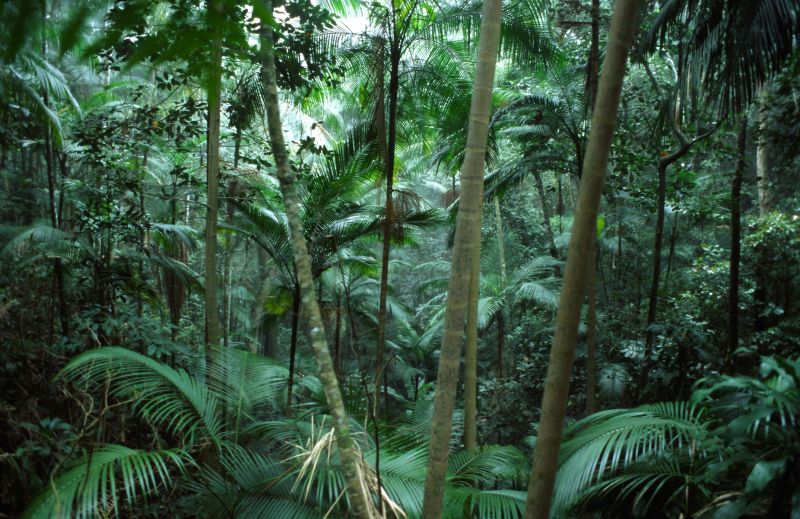 Tijuca Nationalpark, Rio de Janeiro 10/2006