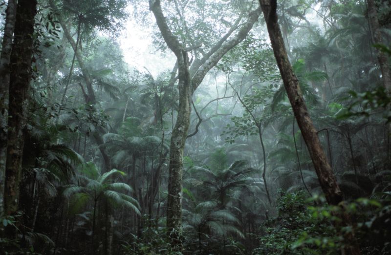 Tijuca Nationalpark, Rio de Janeiro 10/2006