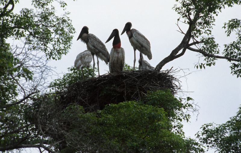 Pousada Piuval, Pantanal 10/2006