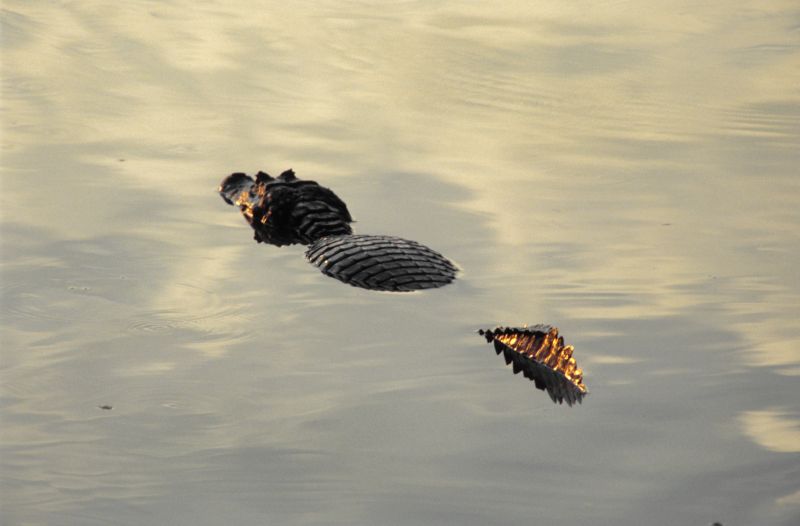 Pantanal 10/2006