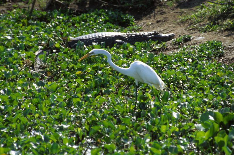 Pantanal 10/2006