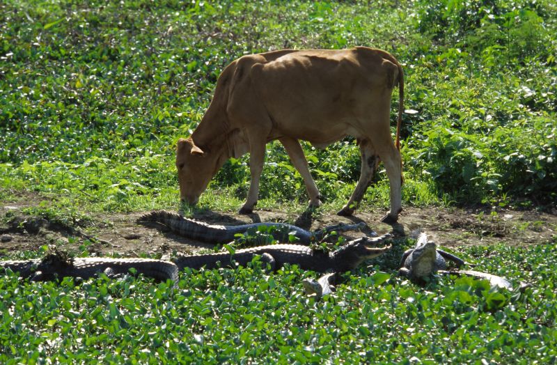 Pantanal 10/2006