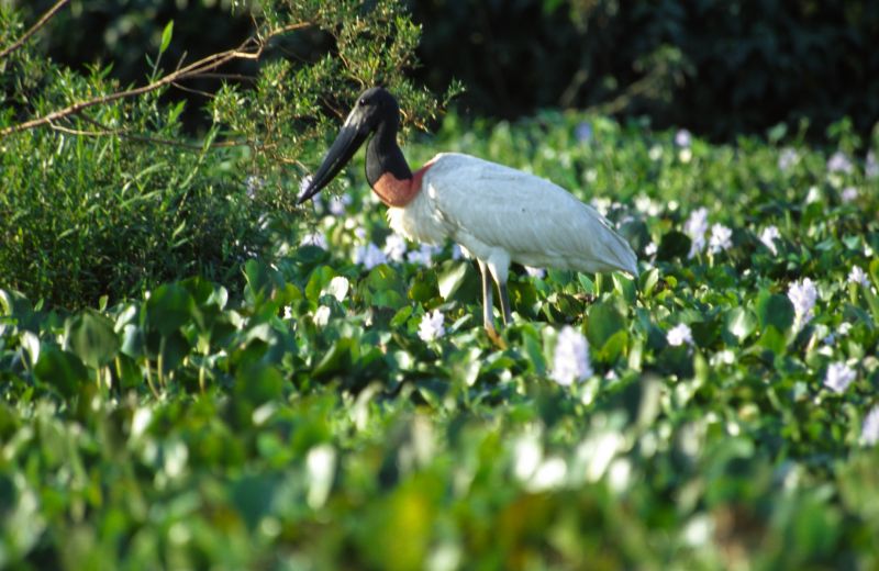 Pousada Piuval, Pantanal 10/2006