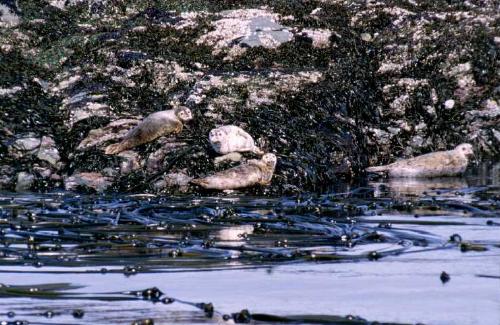Telegraph Cove 06/2000