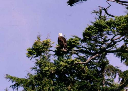 Telegraph Cove 06/2000