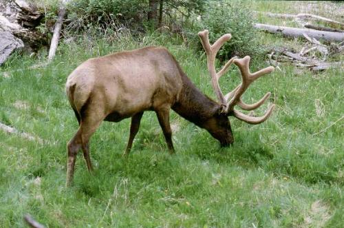Jasper N.P. 06/2000