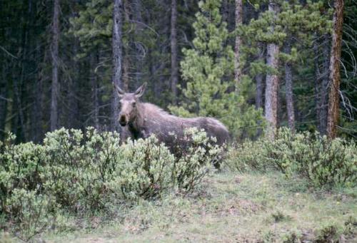 Jasper N.P. 06/2000