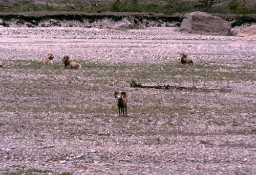 Jasper N.P. 06/2000