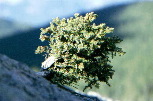Moraine Lake, Banff N.P. 06/2000