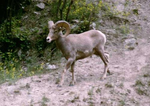 Kooteney N.P. 06/2000