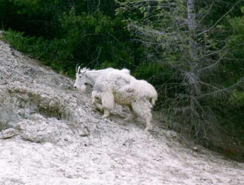 Kooteney N.P. 06/2000