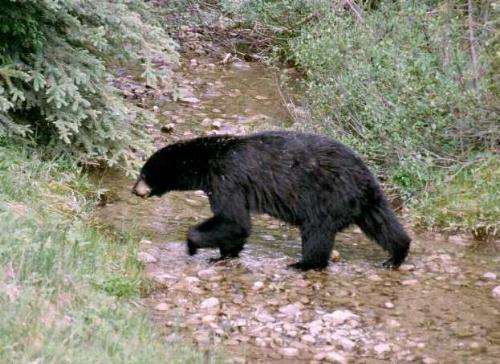 Jasper N.P. 06/2000