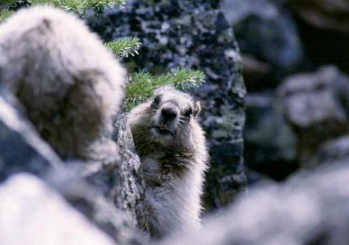 Jasper N.P. 06/2000
