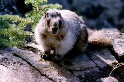 Jasper N.P. 06/2000