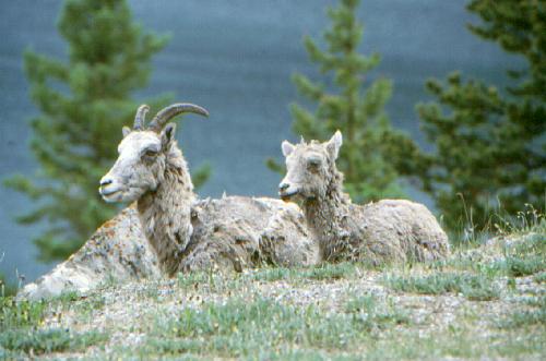 Jasper N.P. 06/2000