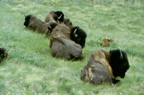 Bison Paddock (Waterton N.P.) 06/2000