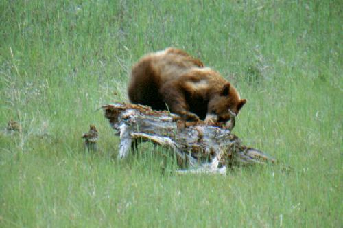Glacier N.P. (USA) 06/2000