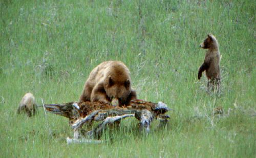 Glacier N.P. (USA) 06/2000