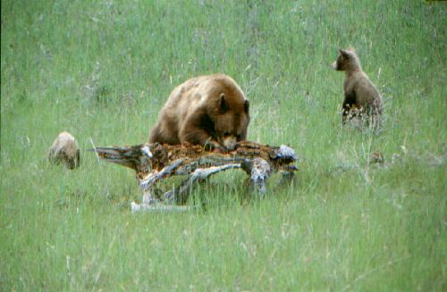 Glacier N.P. (USA) 06/2000
