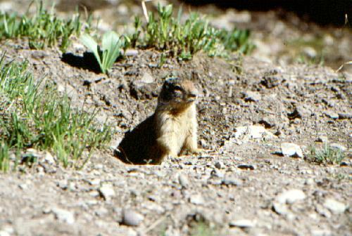 Glacier N.P. (USA) 06/2000