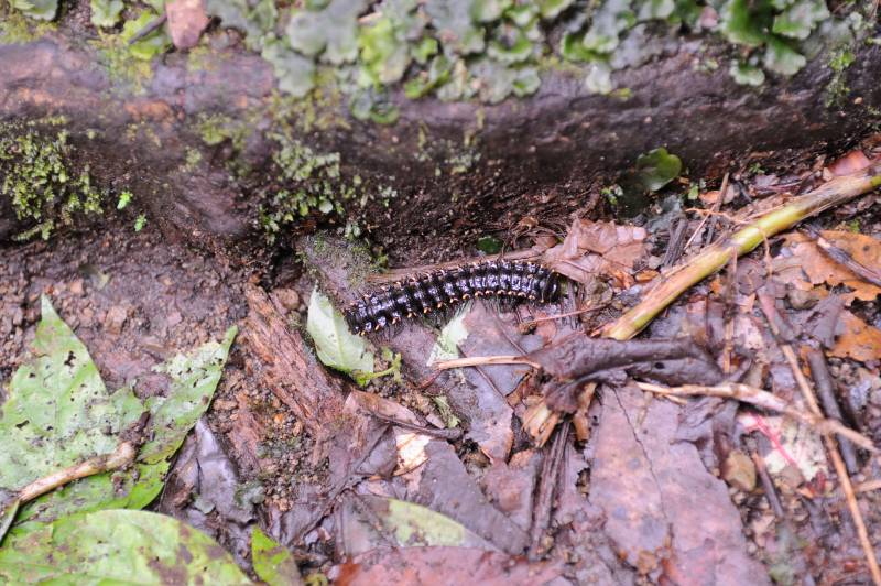 Monteverde, 07.2011