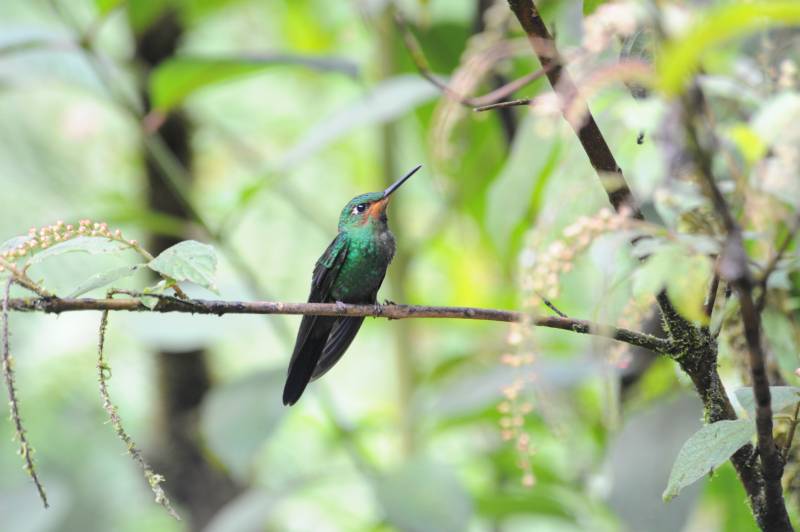 Monteverde, 07.2011