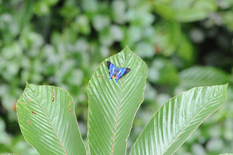 Monteverde, 07.2011