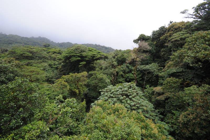 Monteverde, 07.2011