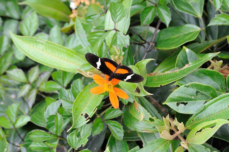 Monteverde, 07.2011