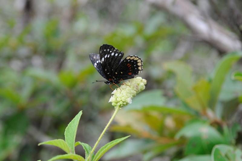 Rinc�n de la Vieja, 07.2011