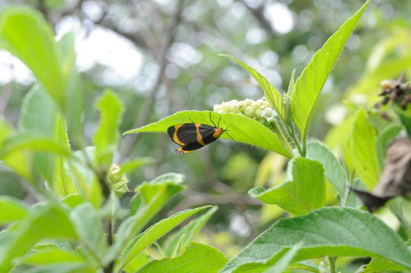 Rinc�n de la Vieja, 07.2011