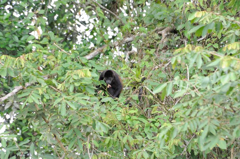 Ca�o Negro, 07.2011