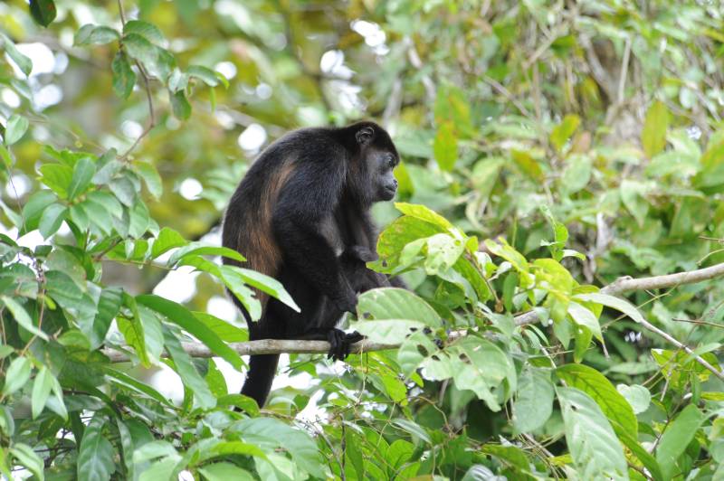 Ca�o Negro, 07.2011