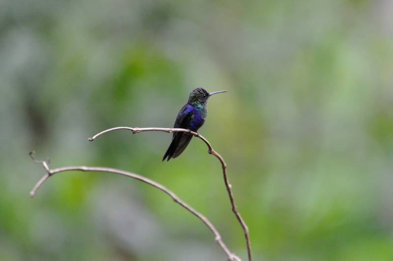 Laguna del Lagarto, 07.2011