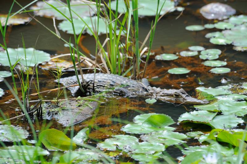 Laguna del Lagarto, 07.2011