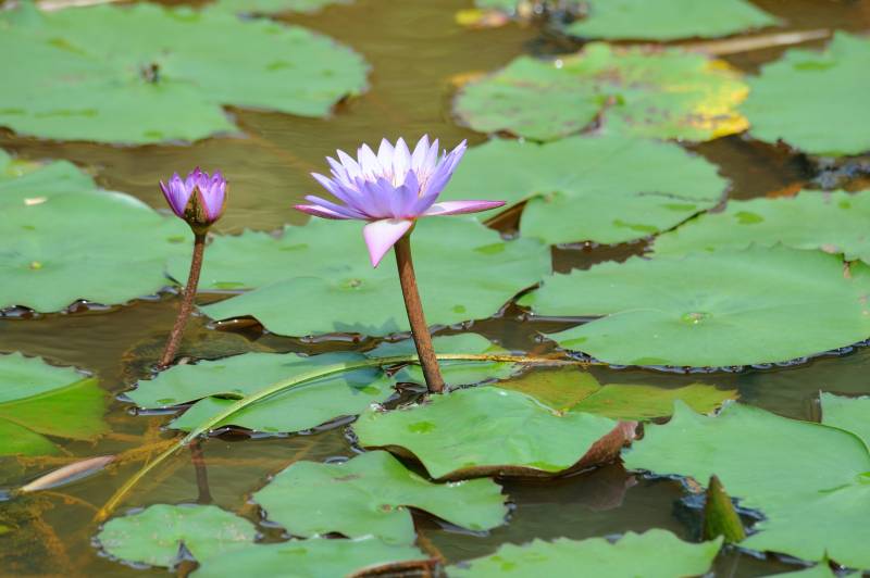 Laguna del Lagarto, 07.2011