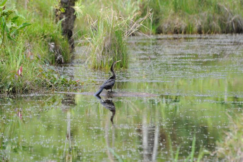 Laguna del Lagarto, 07.2011