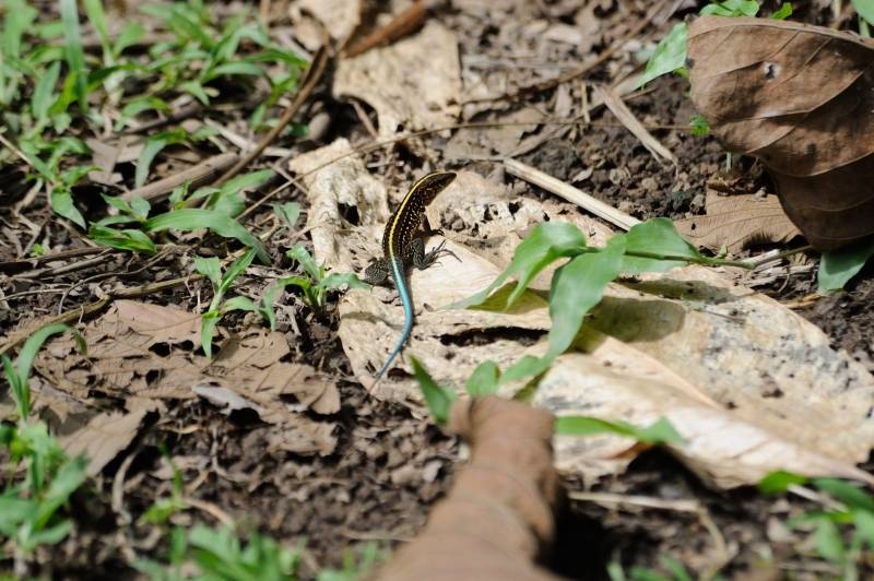 Sarapiqui, 07.2011