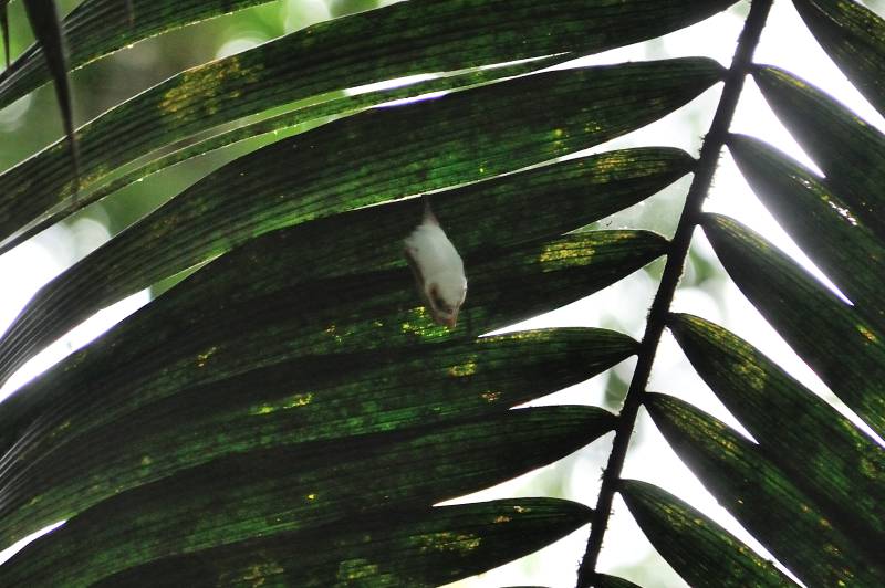 Sarapiqui, 07.2011