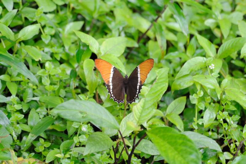 Tapanti-Nationalpark, 07.2011