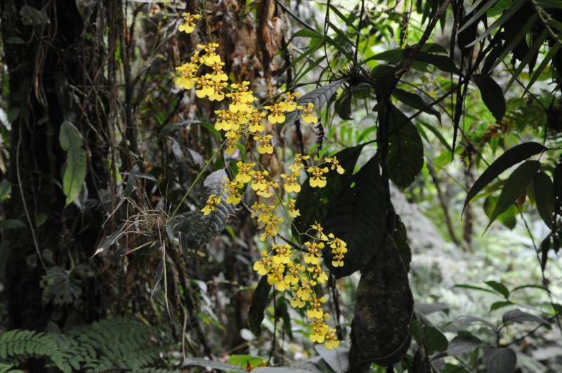 Tapanti-Nationalpark, 07.2011