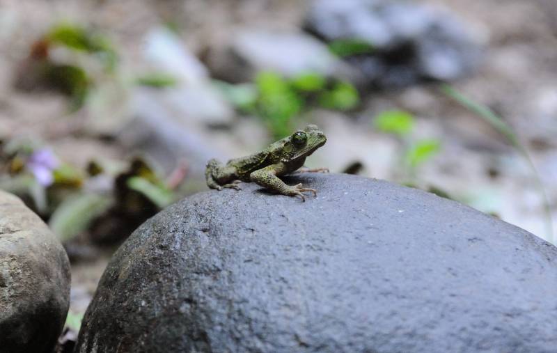Piedras-Blancas-Nationalpark, 07.2011