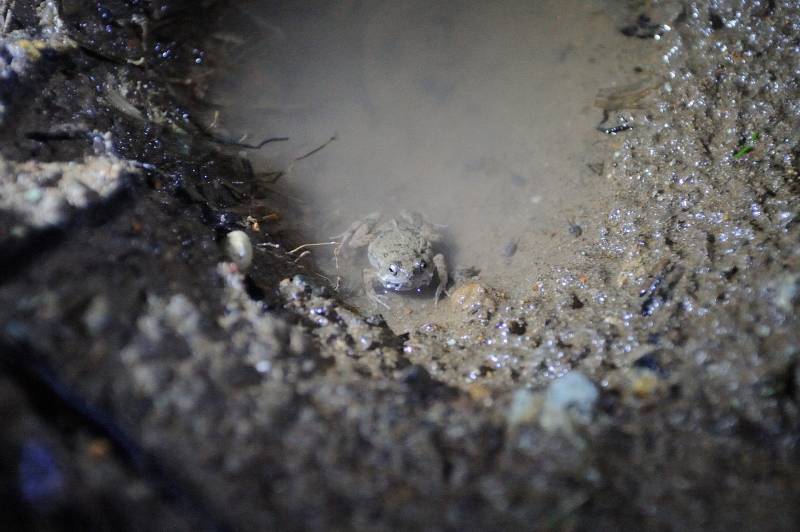 Piedras-Blancas-Nationalpark, 07.2011