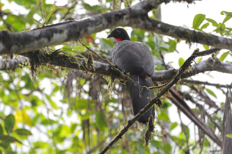 Piedras-Blancas-Nationalpark, 07.2011