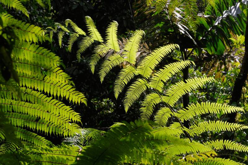 Piedras-Blancas-Nationalpark, 07.2011